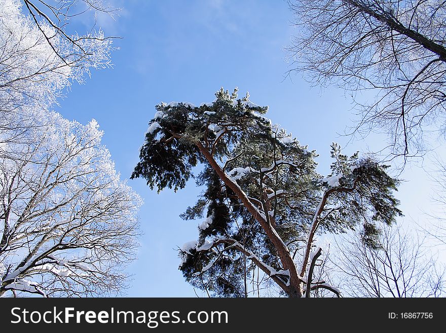 The winter's forest into clear day. The winter's forest into clear day.