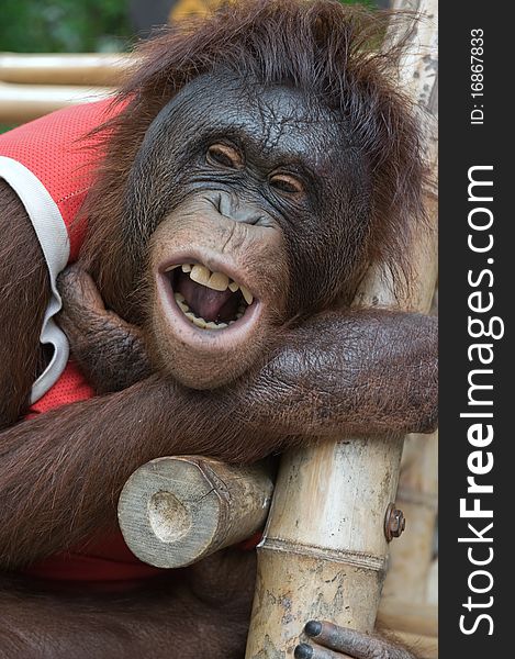 The Smiling Orangutan in the Thailand zoo. The Smiling Orangutan in the Thailand zoo.