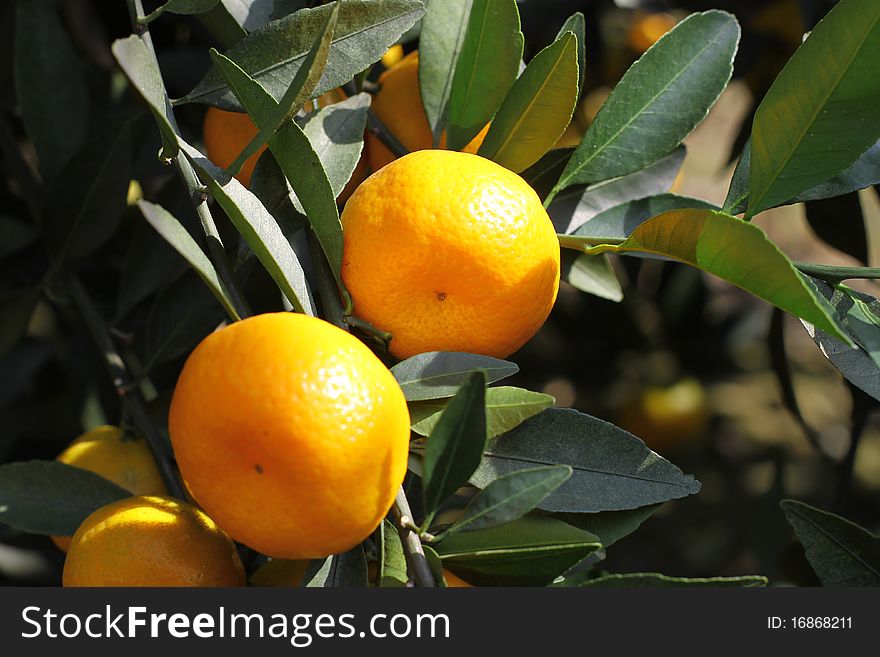 Sunshine tangerine harvest maturity orange. Sunshine tangerine harvest maturity orange