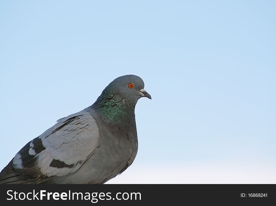 The rock pigeon on a sky background.