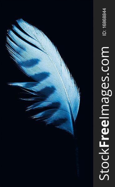 The feather on a black background.