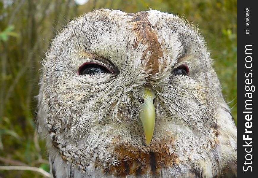 Birds of Europe - Tawny Owl.