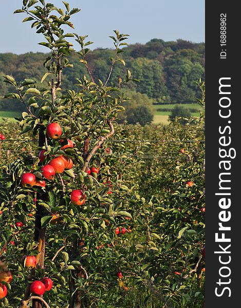 Red Apples in Orchard