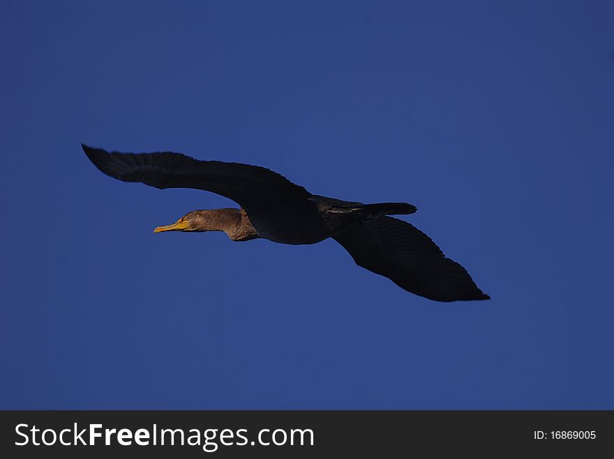 American Black Duck flying in Jamaica Bay, Queens, New York City