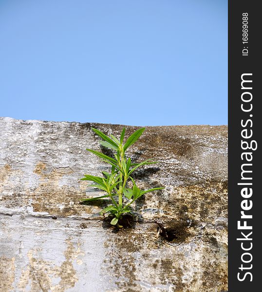 Detail of small plant on old house damaged wall with plain sky. Detail of small plant on old house damaged wall with plain sky