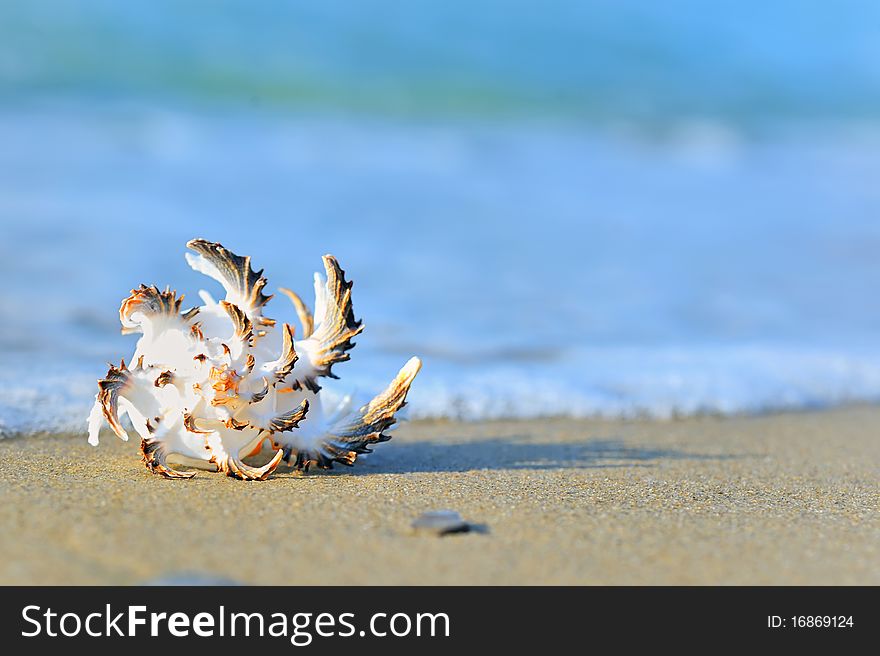 Shell on sand and waves in summer time