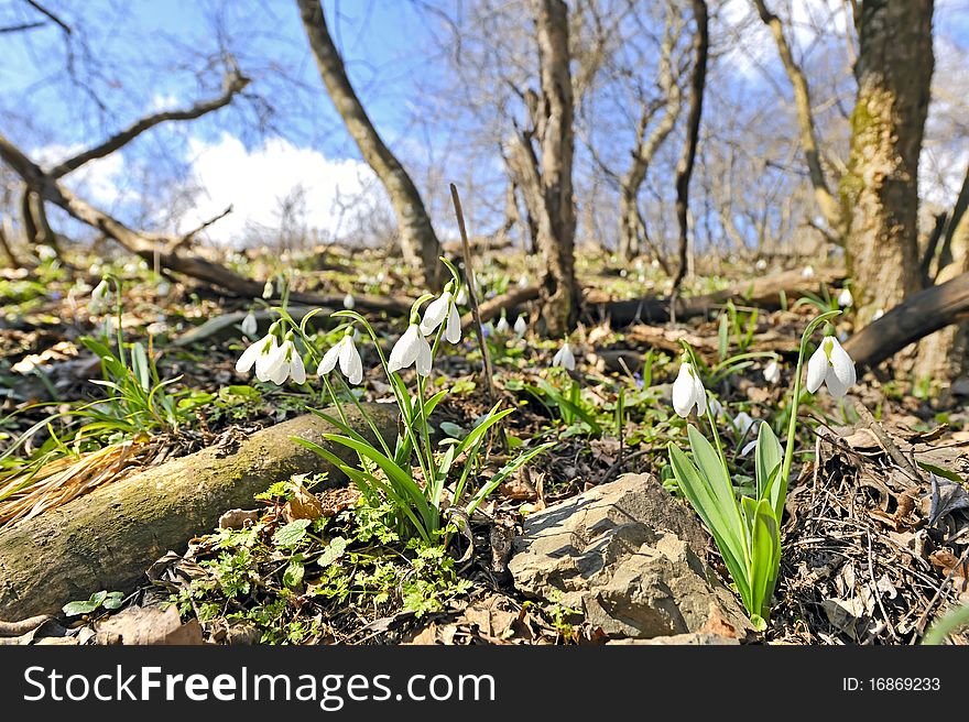 White snowdrops in an forest