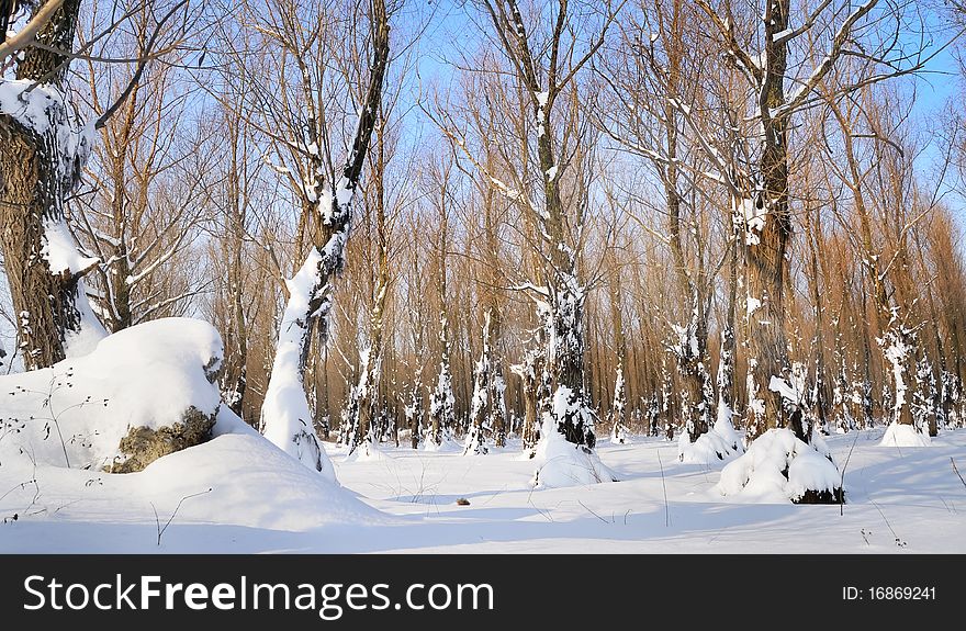 Winter forest with snow in morning time