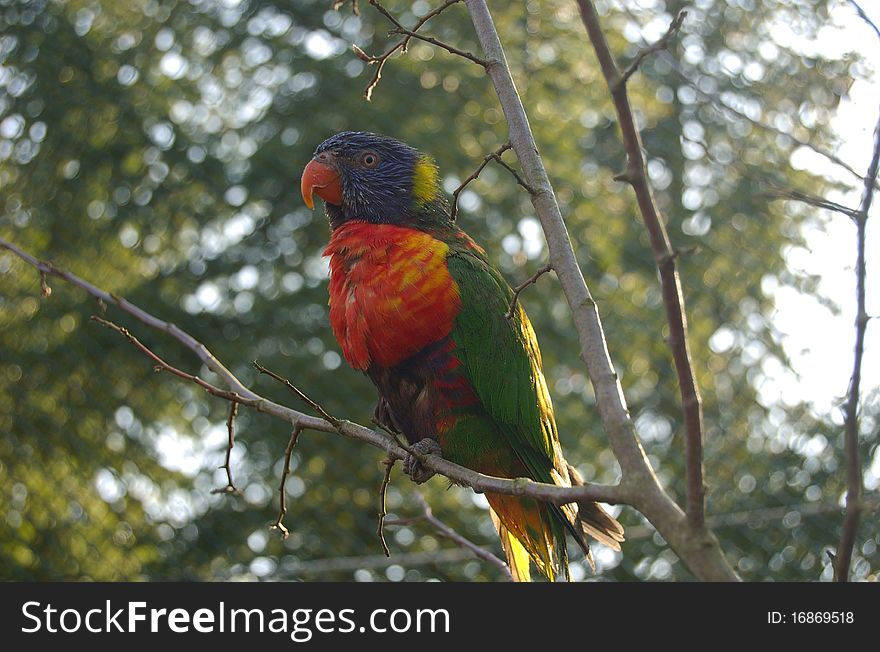 Lories (Australian parrots) - Tazmania, Australia. Lories (Australian parrots) - Tazmania, Australia