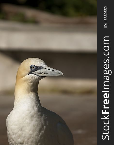 Closeup of a northern gannet