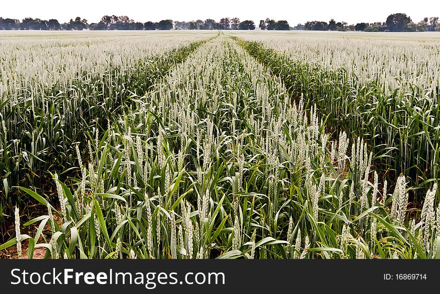 Two routes into the corn field. Two routes into the corn field