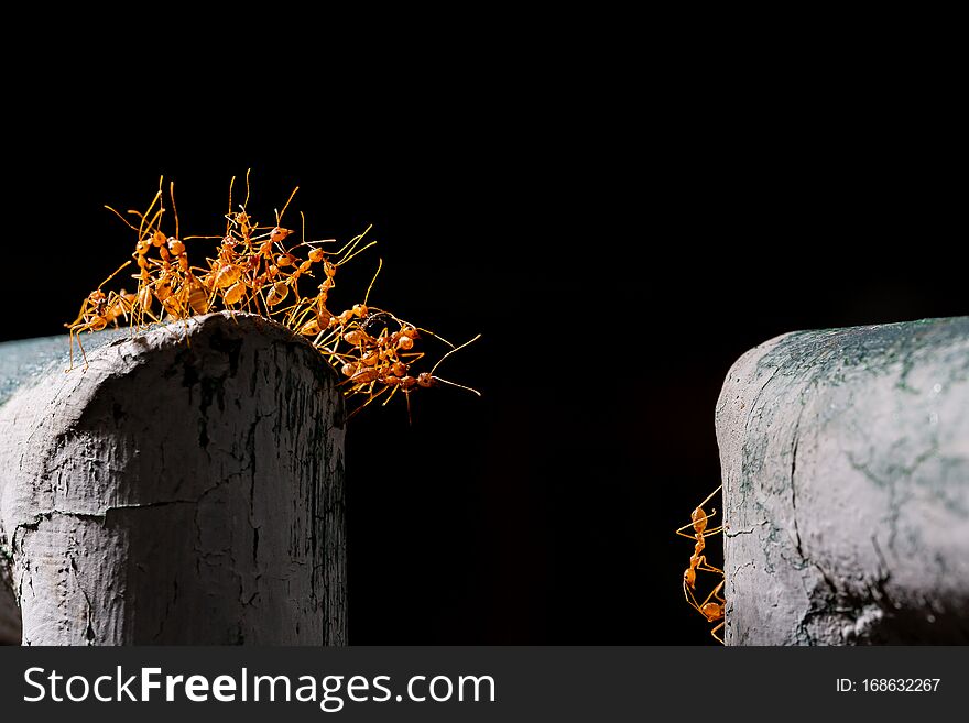 red ants bridge between fence and carry food , good teamwork