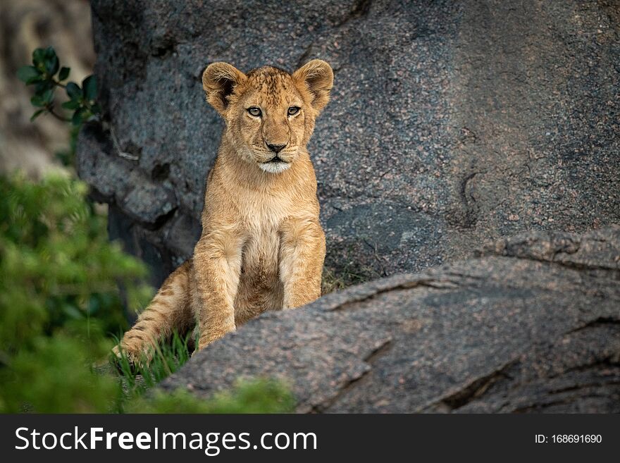 Lion cub sits on rock watching camera