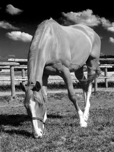 Grazing Horse Stock Photos Grazing Horse Stock Photos
