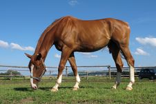 Grazing Horse Stock Image Grazing Horse Stock Image