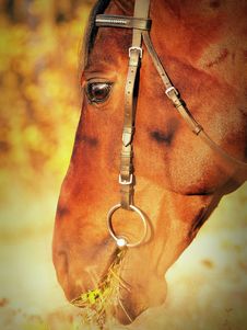 The Head Of The Horse Stock Photo The Head Of The Horse Stock Photo