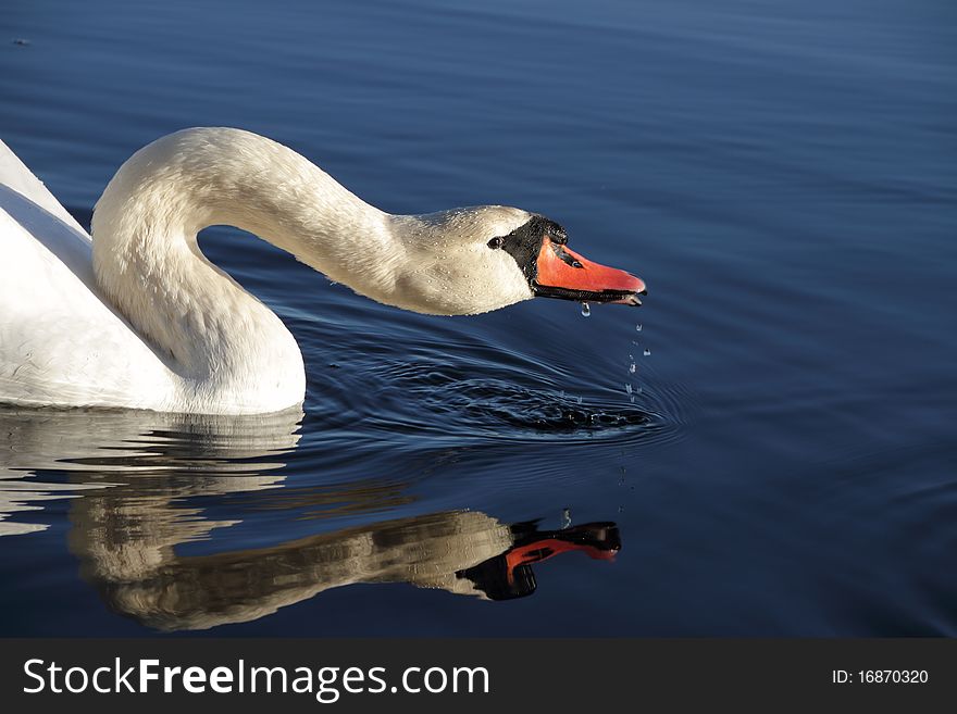 Swan drinking water in the lake. Swan drinking water in the lake.