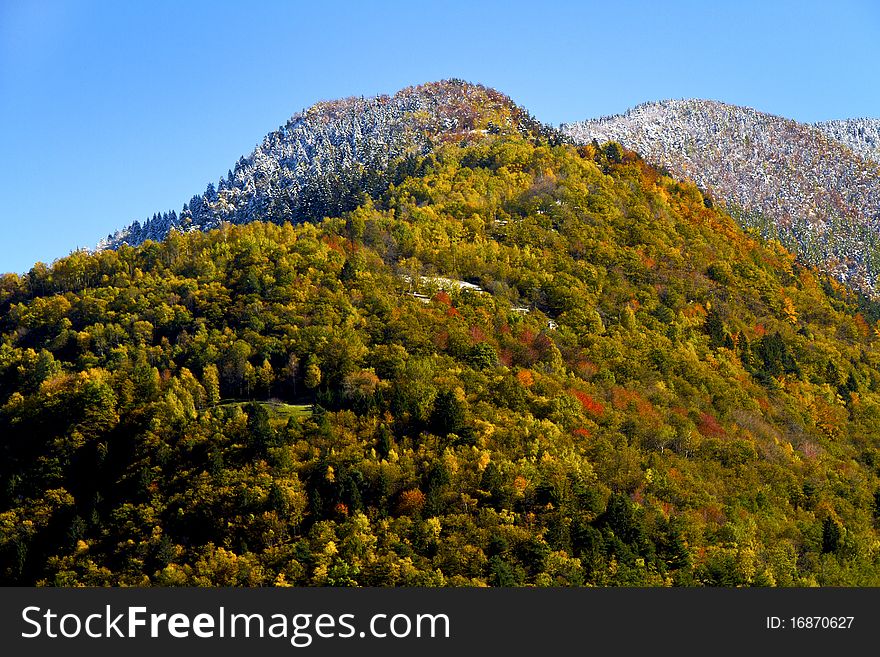 Forest in autumn with the first snow. Forest in autumn with the first snow