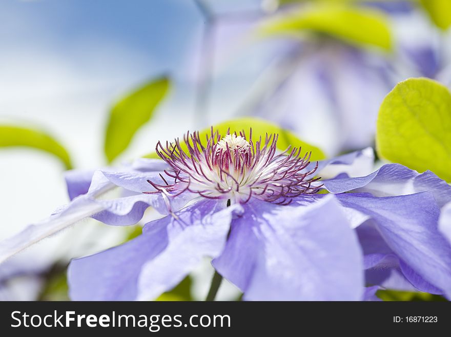 Close up of clematis blue flower. Close up of clematis blue flower