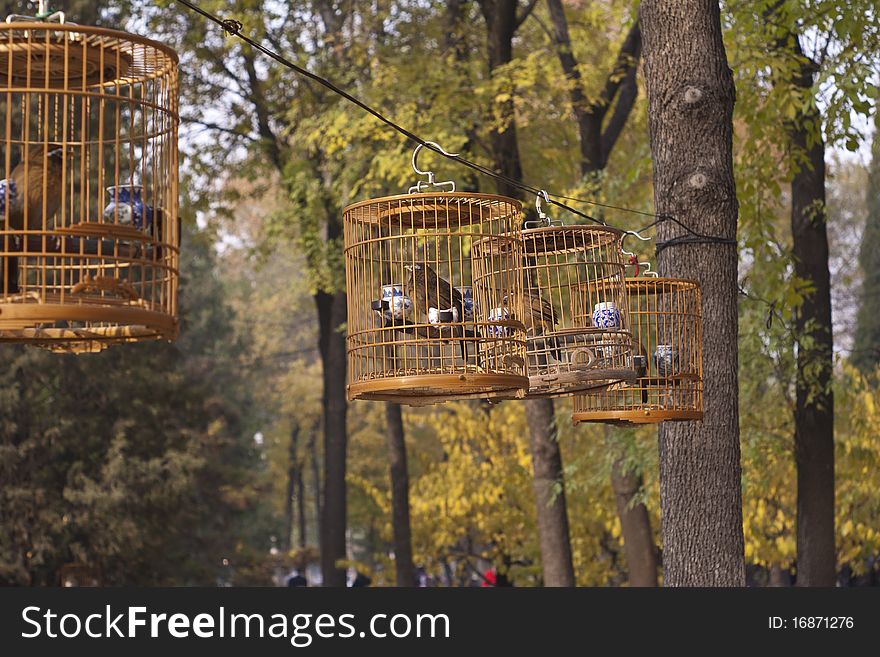 Bird in cage