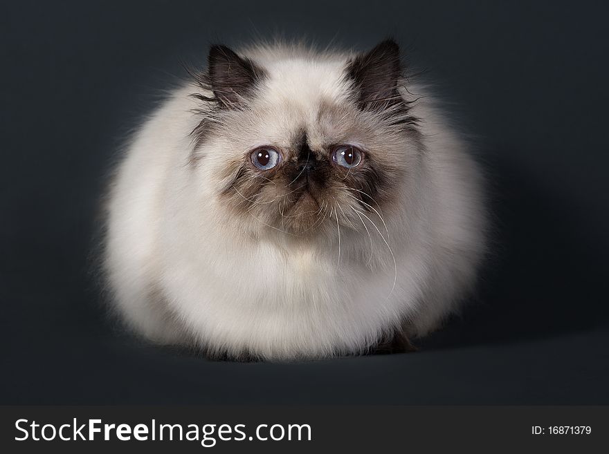 Persian cat breed lying on gray background.