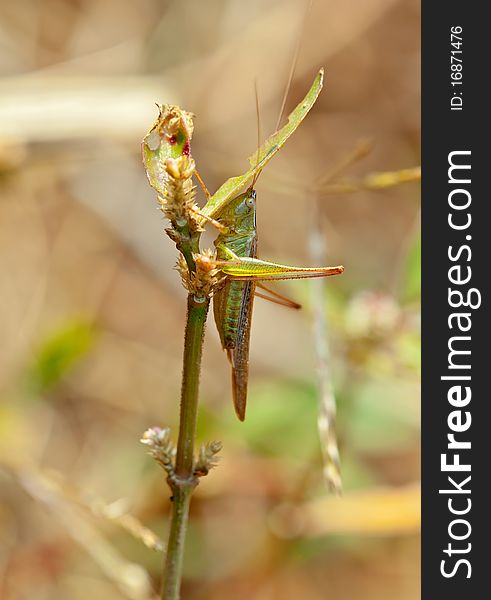 Grasshopper love songs in the grass.