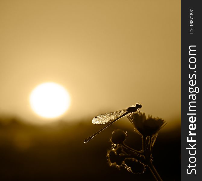 Photo of an dragonfly on a flower in sunset. Photo of an dragonfly on a flower in sunset