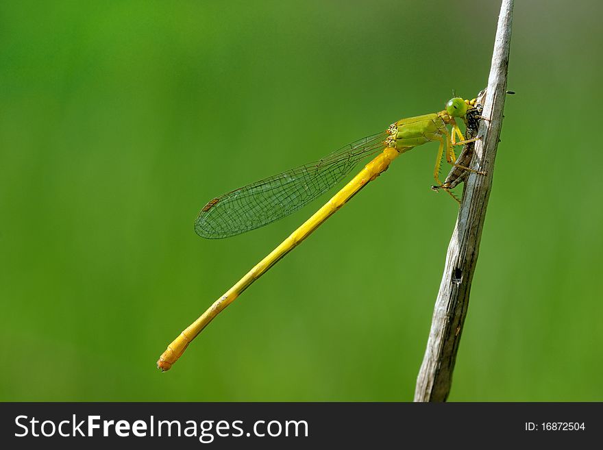 A damselfly feeding on a grashopper ear;y morning. A damselfly feeding on a grashopper ear;y morning