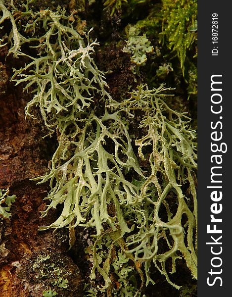 Close-up on lichen on bark of a tree