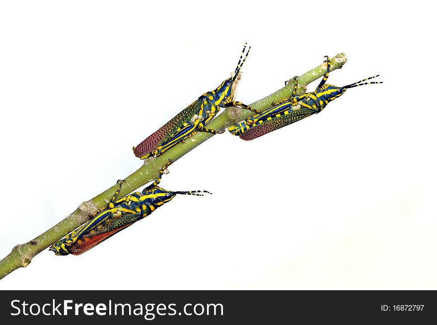 A grouip of painted grasshoppers on a branch