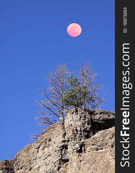 Pine trees grown on the rock with moon in the sky. Pine trees grown on the rock with moon in the sky