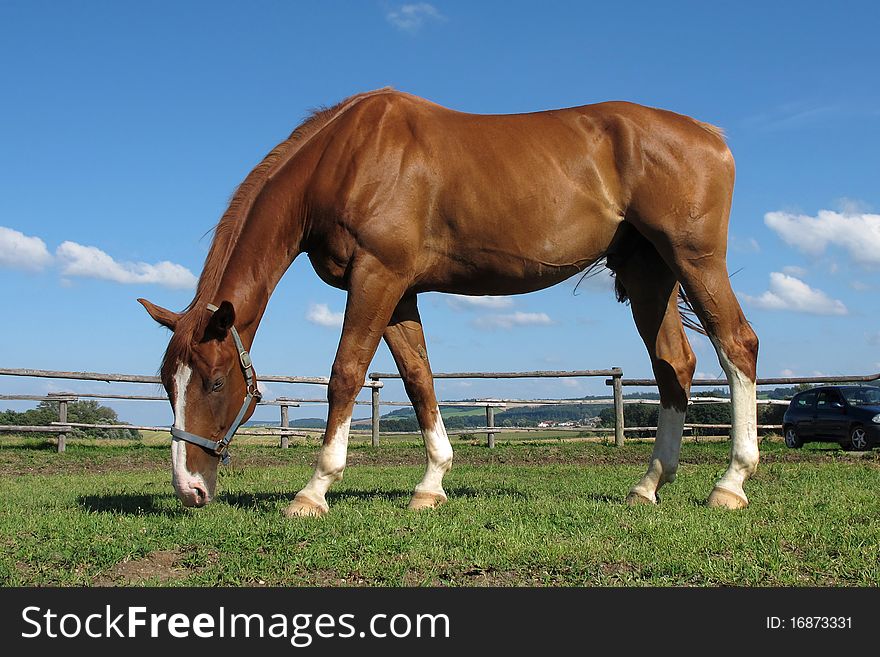 Grazing horse