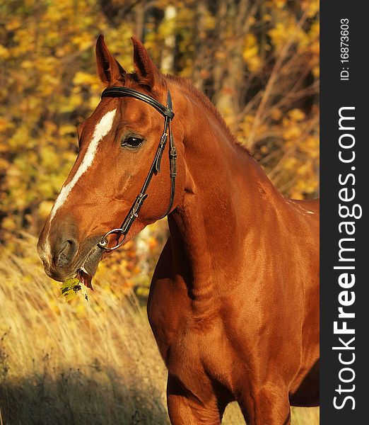 Portrait chestnut horse day autumn fall oytdoor. Portrait chestnut horse day autumn fall oytdoor