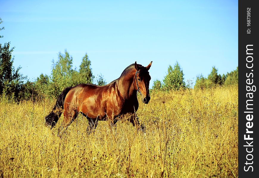 Running bay horse day outdoor field augest