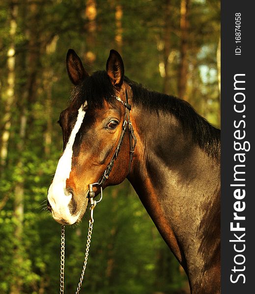 Portrait bay horse day forest summer outdoor. Portrait bay horse day forest summer outdoor