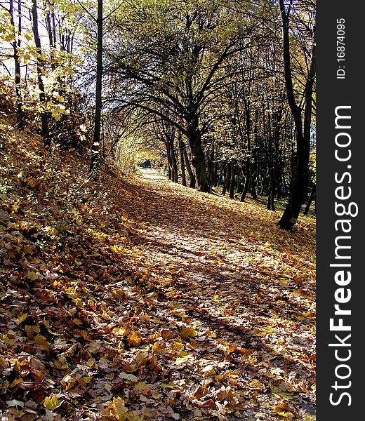 Sidewalk full of leaves in autumn park.