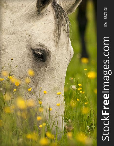 Grazing grey horse field summer misty day