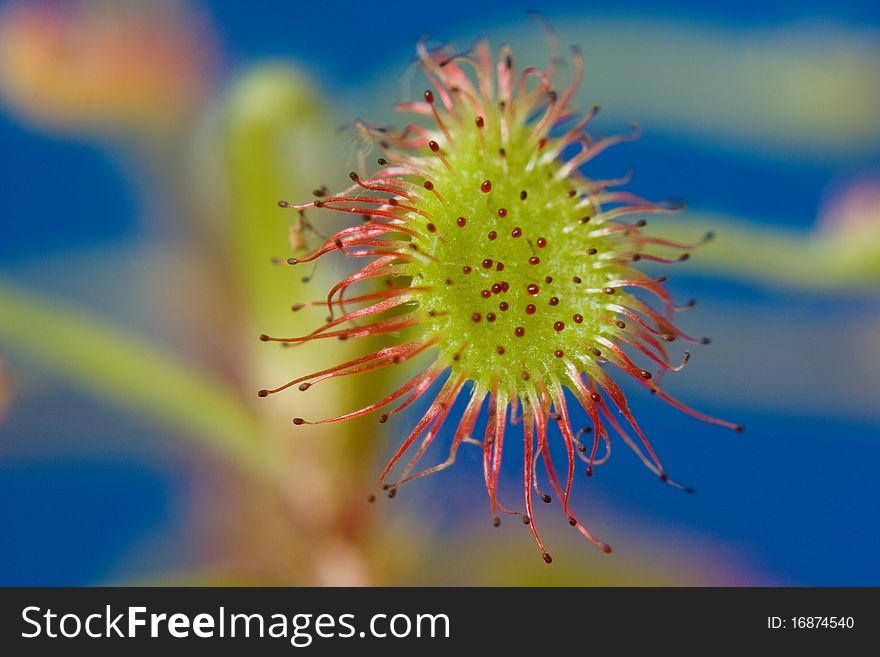 Beautiful detail of Carnivorous Plants. Beautiful detail of Carnivorous Plants.