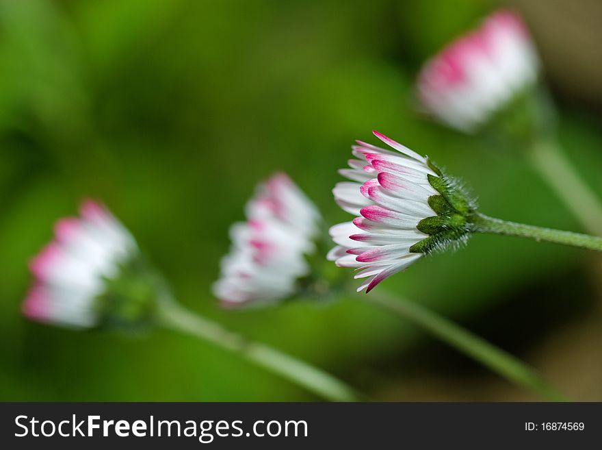 Photo of a beautiful pink hard white daisies. Photo of a beautiful pink hard white daisies