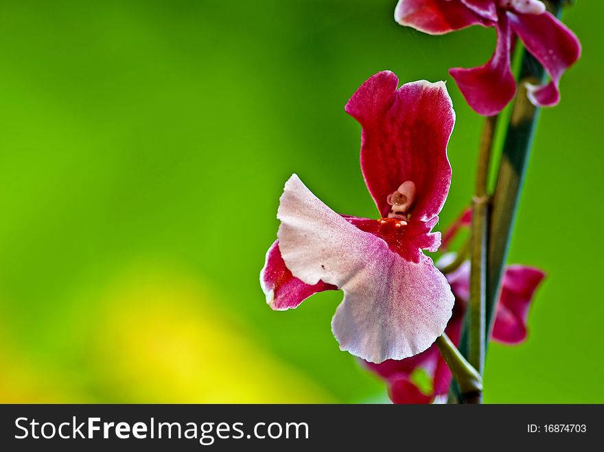 Picture of beautiful red and white orchid.