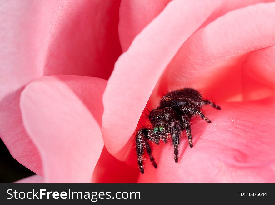 This is an image of a Daring Jumping Spider(Phidippus audax) in a pink rose