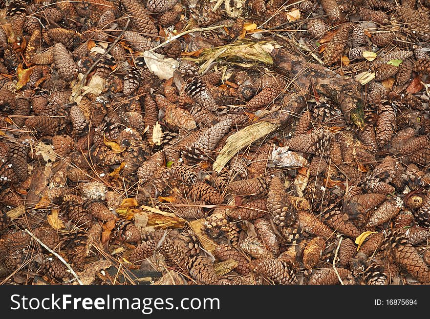 City of pine cones leafs and branches