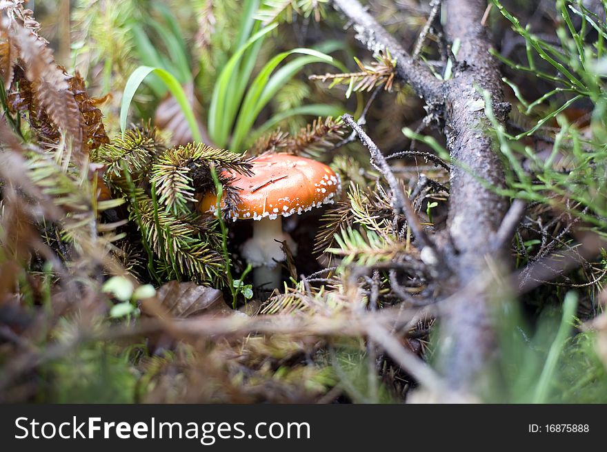 Close-up picture of a Amanita poisonous mushroom in nature