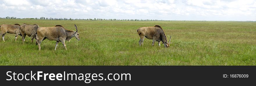 Askania Nova, in the middle of the steppe grazing herd of antelope