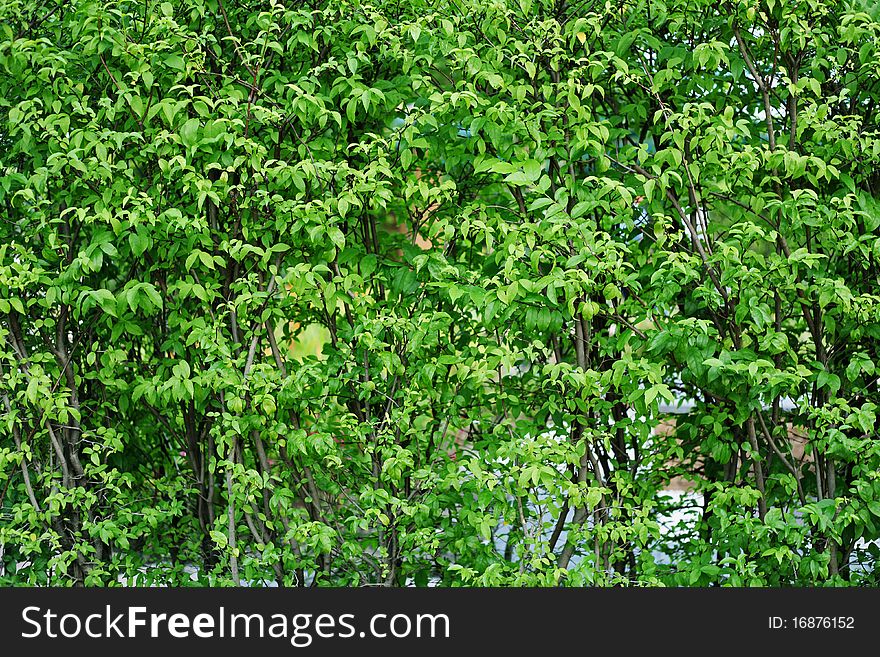 Green Leafs for Background