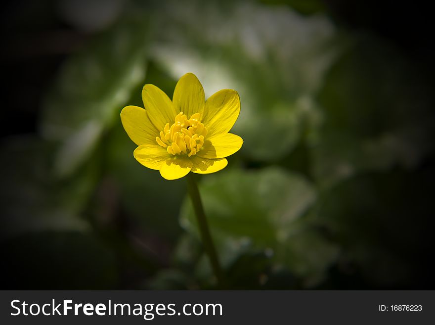 One newly opened yellow lesser celandine flower. One newly opened yellow lesser celandine flower