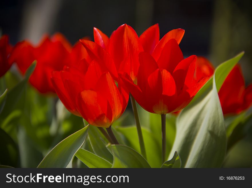 A group of lovely red tulips at Bakewell