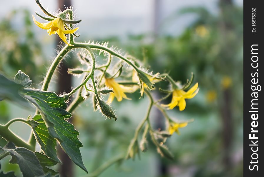 Inflorescences, leaves and tomato flowers