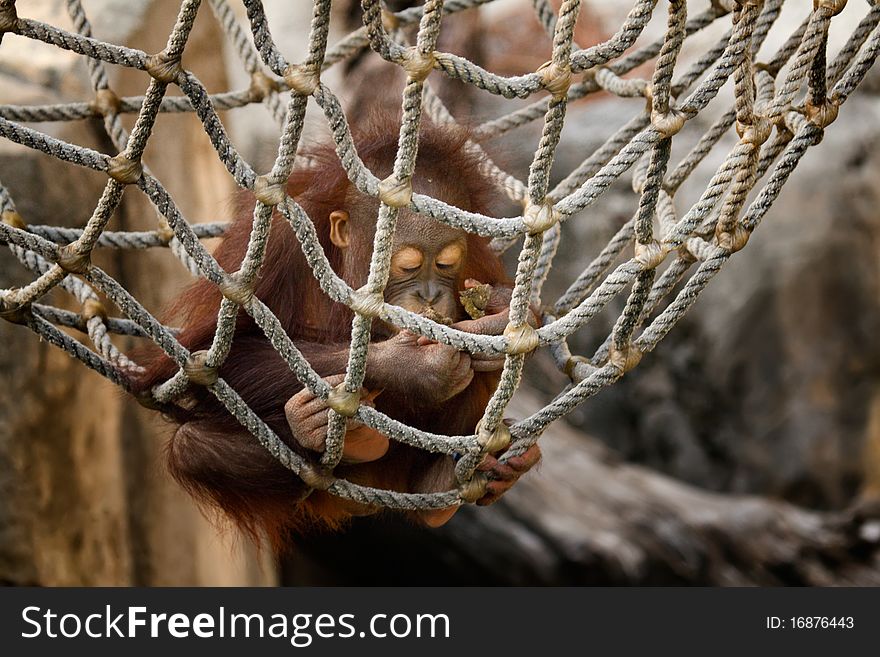 Young Orangutan Eating a Snack