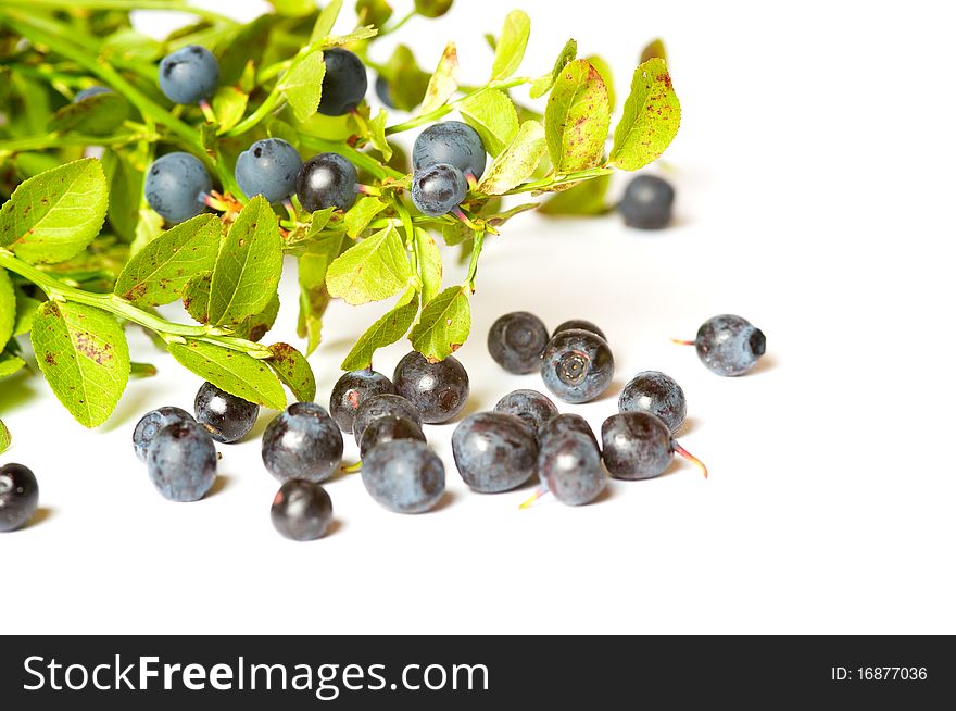 Branch of Blueberries on white background. Branch of Blueberries on white background